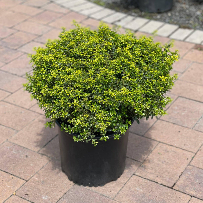 Japanese Holly - Soft Touch - 3 gallon - Hicks Nurseries
