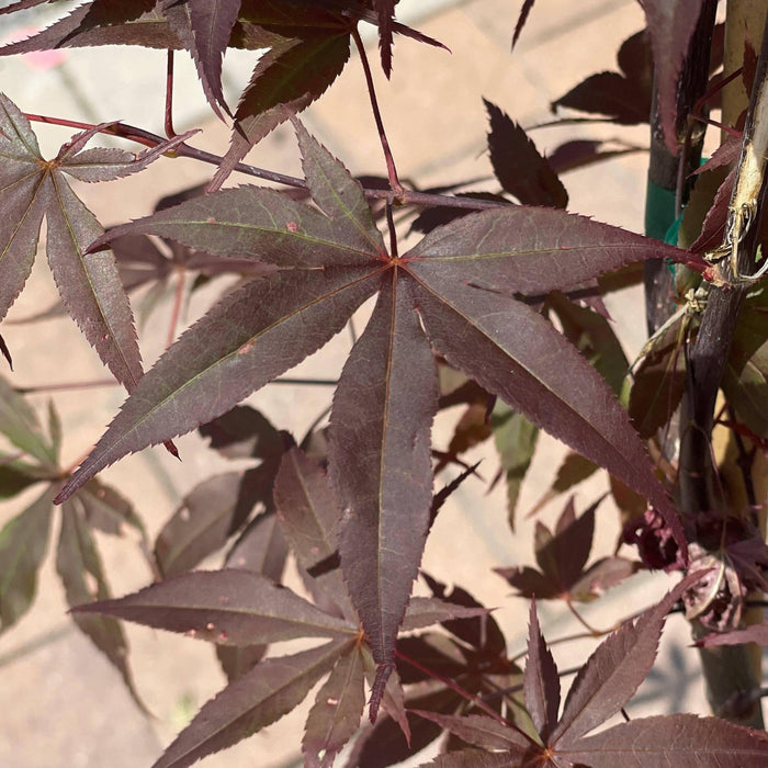 Japanese Maple -  Bloodgood - 3 gallon - Hicks Nurseries