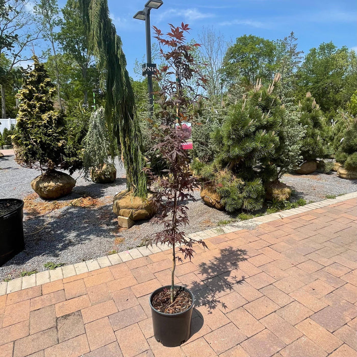 Japanese Maple -  Bloodgood - 3 gallon - Hicks Nurseries