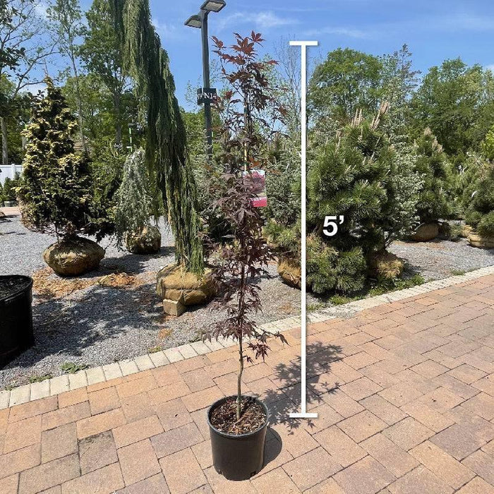 Japanese Maple -  Bloodgood - 3 gallon - Hicks Nurseries