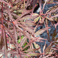Japanese Maple - Crimson Queen - 5 gallon - Hicks Nurseries