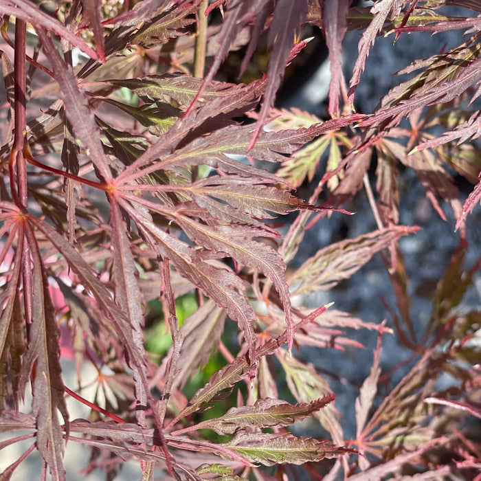 Japanese Maple - Crimson Queen - 5 gallon - Hicks Nurseries