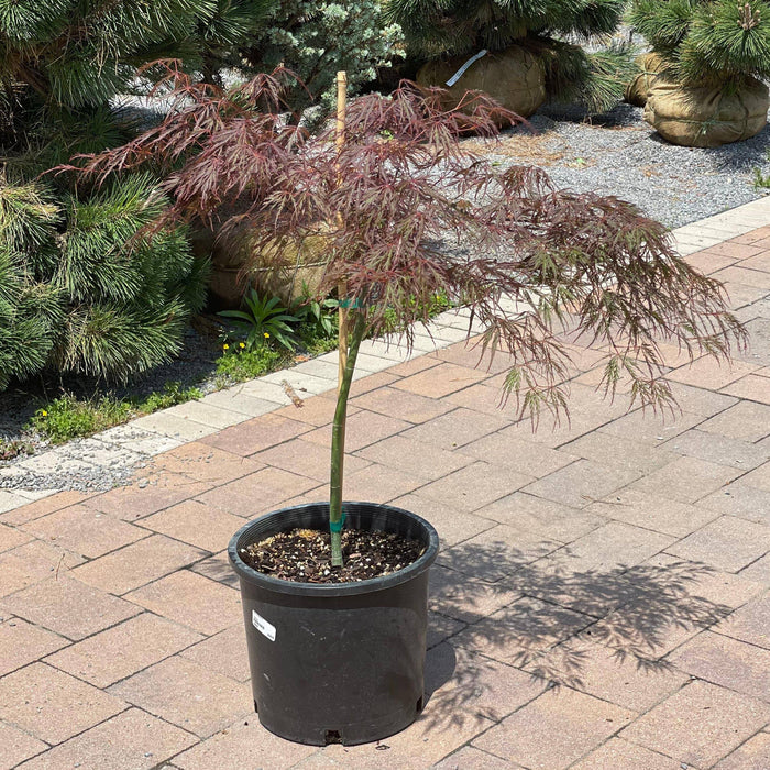 Japanese Maple - Crimson Queen - 5 gallon - Hicks Nurseries