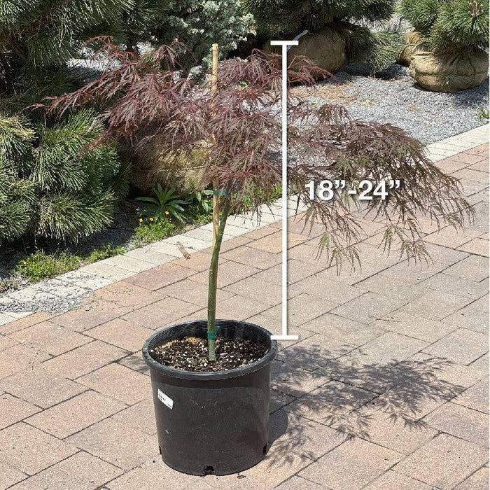 Japanese Maple - Crimson Queen - 5 gallon - Hicks Nurseries