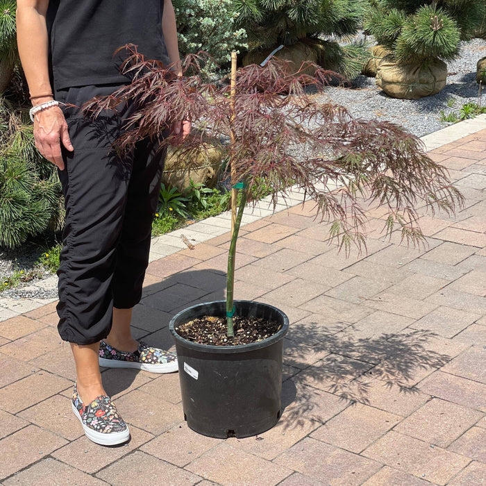 Japanese Maple - Crimson Queen - 5 gallon - Hicks Nurseries