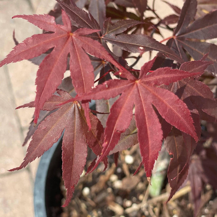 Japanese Maple - Fireglow - 5 gallon - Hicks Nurseries