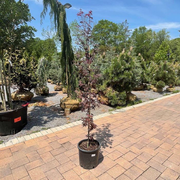 Japanese Maple - Fireglow - 5 gallon - Hicks Nurseries