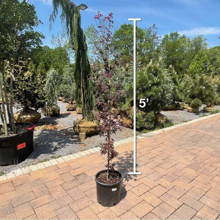 Japanese Maple - Fireglow - 5 gallon - Hicks Nurseries