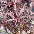 Japanese Maple - Tamukeyama - 3 gallon - Hicks Nurseries