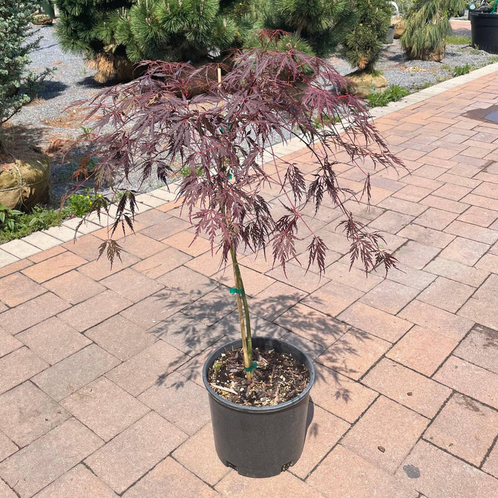 Japanese Maple - Tamukeyama - 3 gallon - Hicks Nurseries