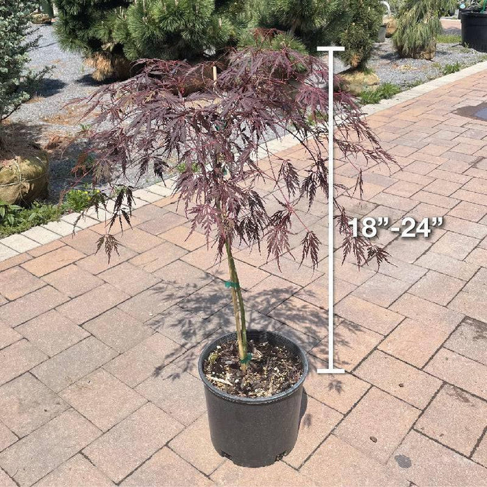 Japanese Maple - Tamukeyama - 3 gallon - Hicks Nurseries