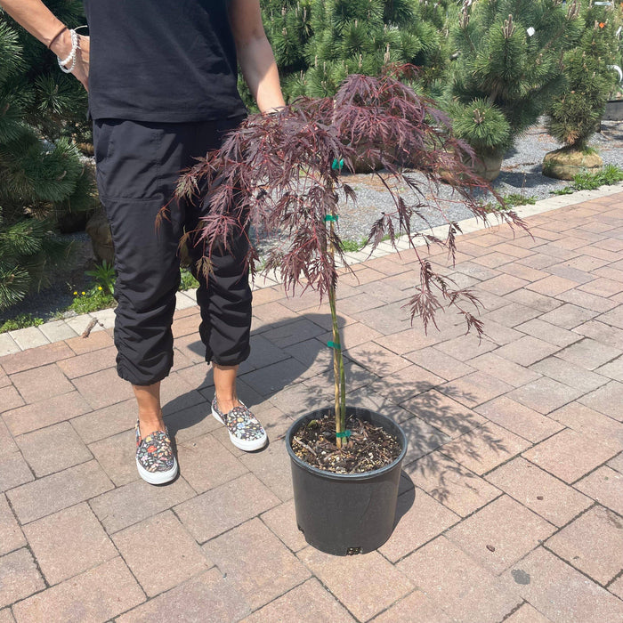 Japanese Maple - Tamukeyama - 3 gallon - Hicks Nurseries