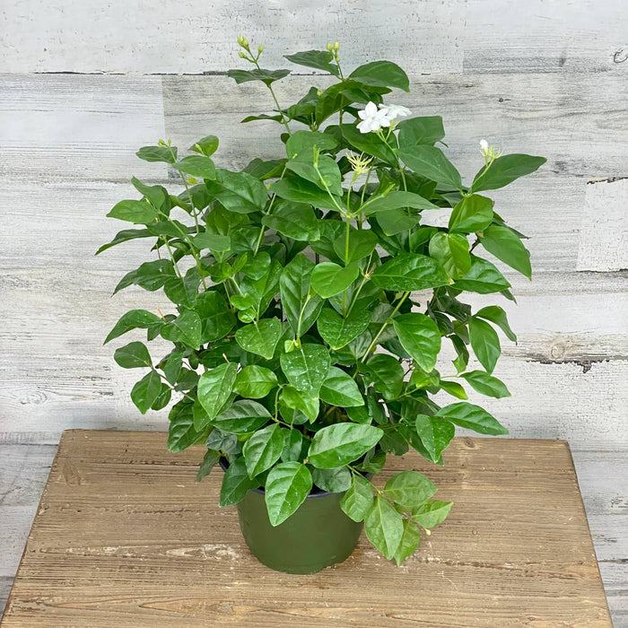 Jasmine - Sambac - 6-inch - Hicks Nurseries