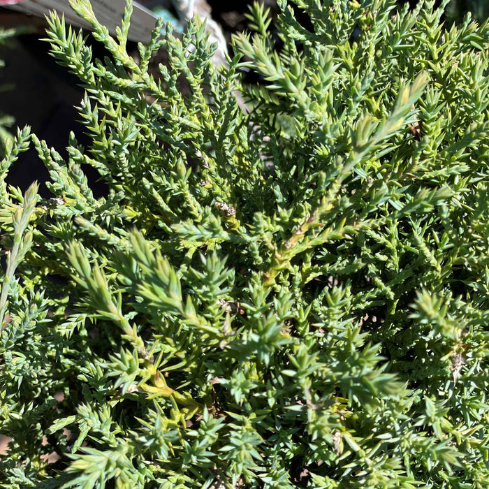 Juniper - Angelica Blue Pompom - 6 gallon - Hicks Nurseries