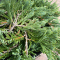 Juniper - Bar Harbor - 3 gallon - Hicks Nurseries