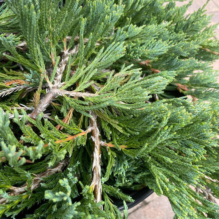Juniper - Bar Harbor - 3 gallon - Hicks Nurseries
