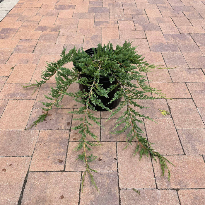 Juniper - Bar Harbor - 3 gallon - Hicks Nurseries