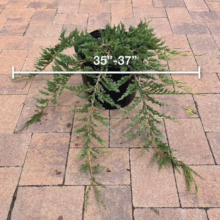 Juniper - Bar Harbor - 3 gallon - Hicks Nurseries