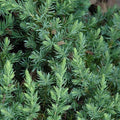 Juniper - Blue Pacific - 3 gallon - Hicks Nurseries
