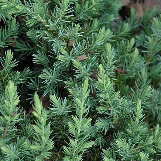 Juniper - Blue Pacific - 3 gallon - Hicks Nurseries