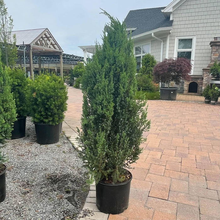 Juniper - Blue Point - 3 gallon - Hicks Nurseries