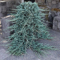 Juniper - Blue Rug - 3 gallon - Hicks Nurseries
