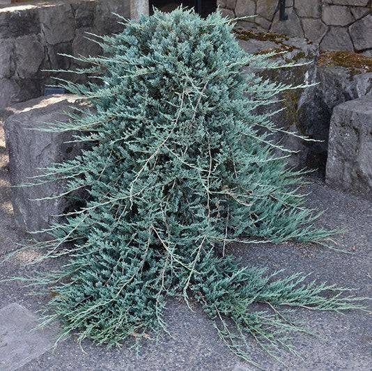 Juniper - Blue Rug - 3 gallon - Hicks Nurseries