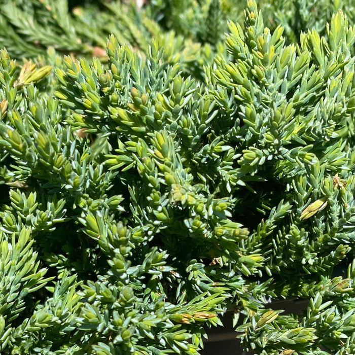 Juniper - Blue Rug - 3 gallon - Hicks Nurseries