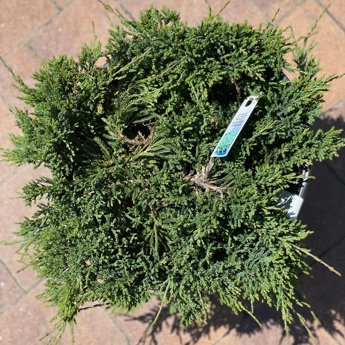 Juniper - Blue Rug - 3 gallon - Hicks Nurseries