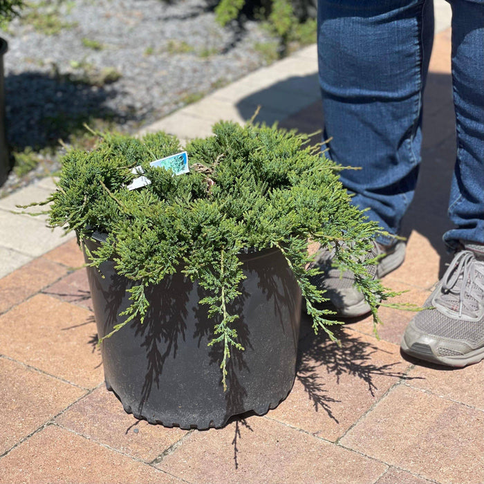 Juniper - Blue Rug - 3 gallon - Hicks Nurseries