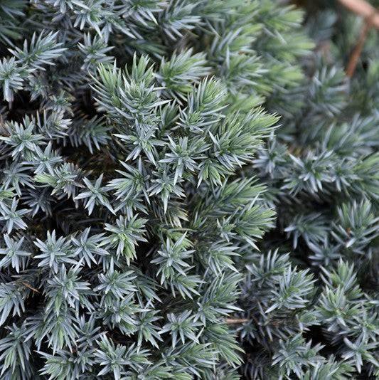 Juniper - Blue Star - 1 gallon - Hicks Nurseries
