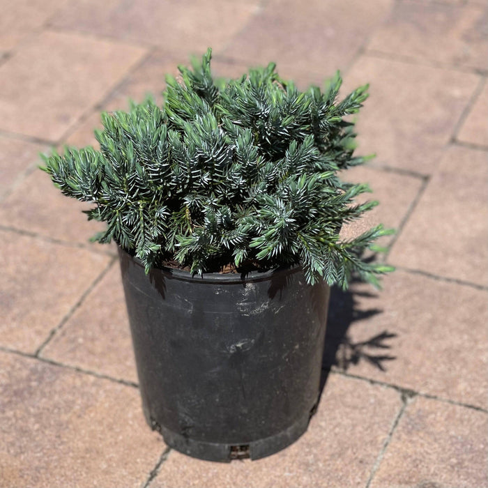 Juniper - Blue Star - 1 gallon - Hicks Nurseries