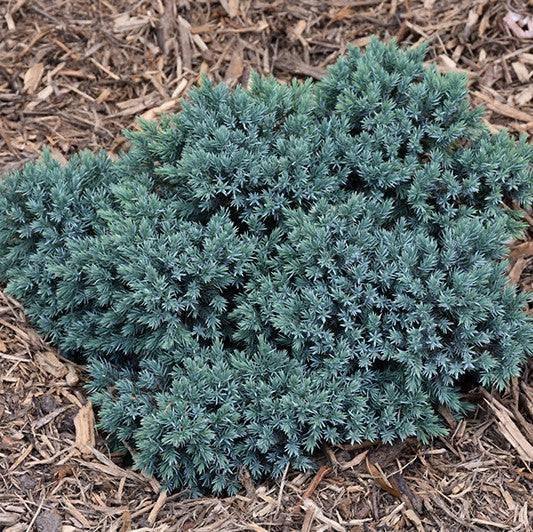 Juniper - Blue Star - 1 gallon - Hicks Nurseries
