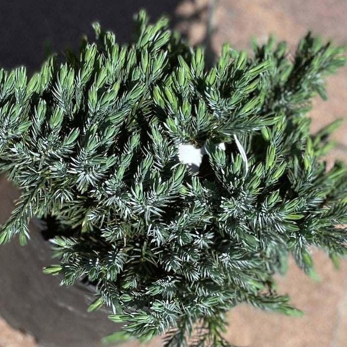 Juniper - Blue Star - 1 gallon - Hicks Nurseries
