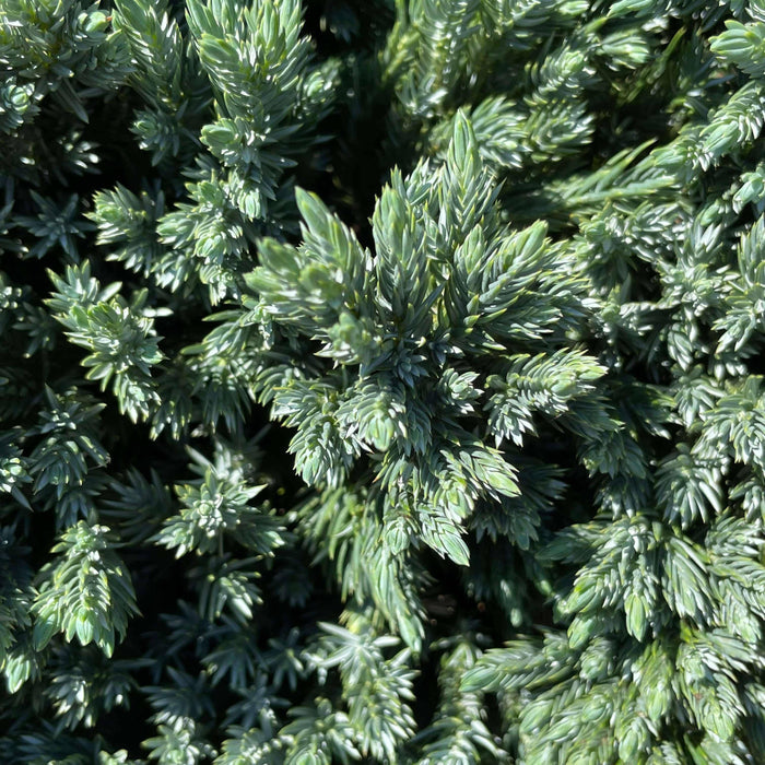 Juniper - Blue Star - Standard - Hicks Nurseries