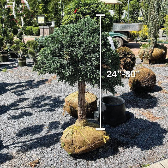 Juniper - Blue Star - Standard - Hicks Nurseries