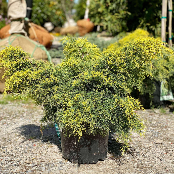 Juniper - Gold Lace - 3 gallon - Hicks Nurseries
