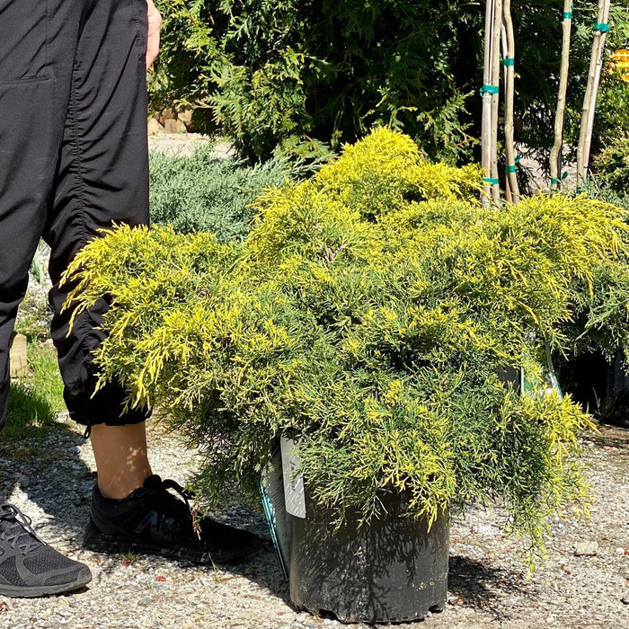 Juniper - Gold Lace - 3 gallon - Hicks Nurseries
