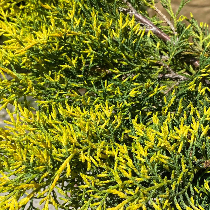 Juniper - Gold Lace - 3 gallon - Hicks Nurseries