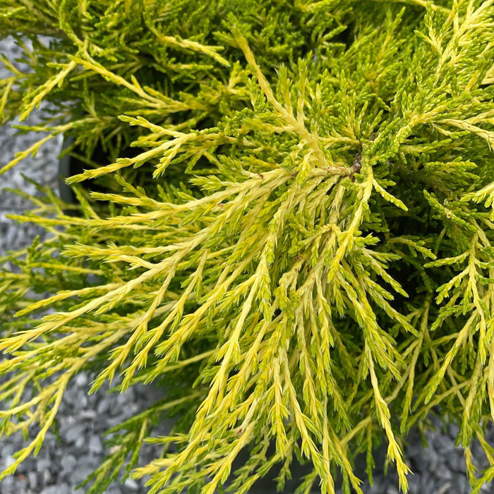 Juniper - Sea of Gold - 2 gallon - Hicks Nurseries