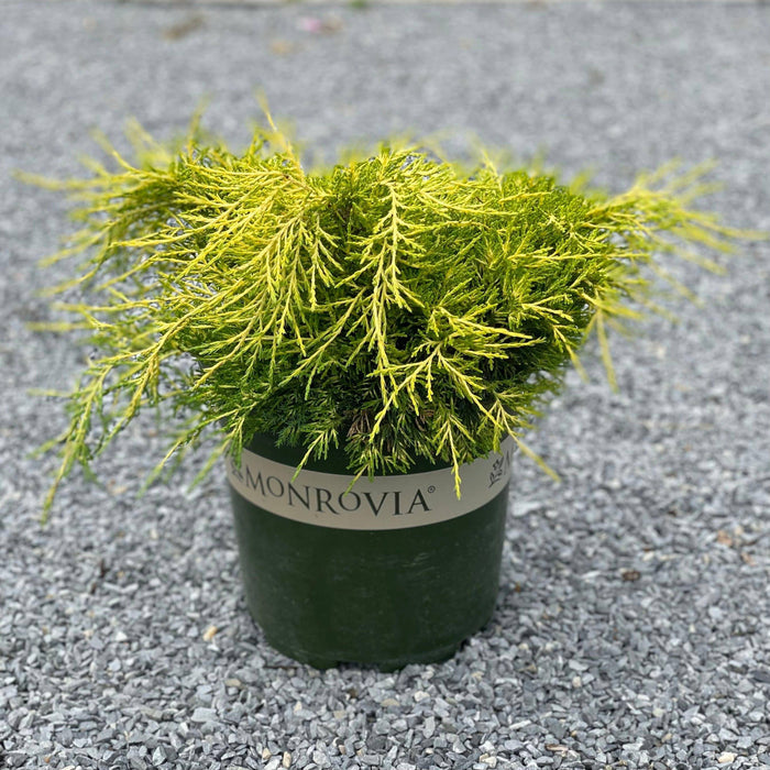 Juniper - Sea of Gold - 2 gallon - Hicks Nurseries