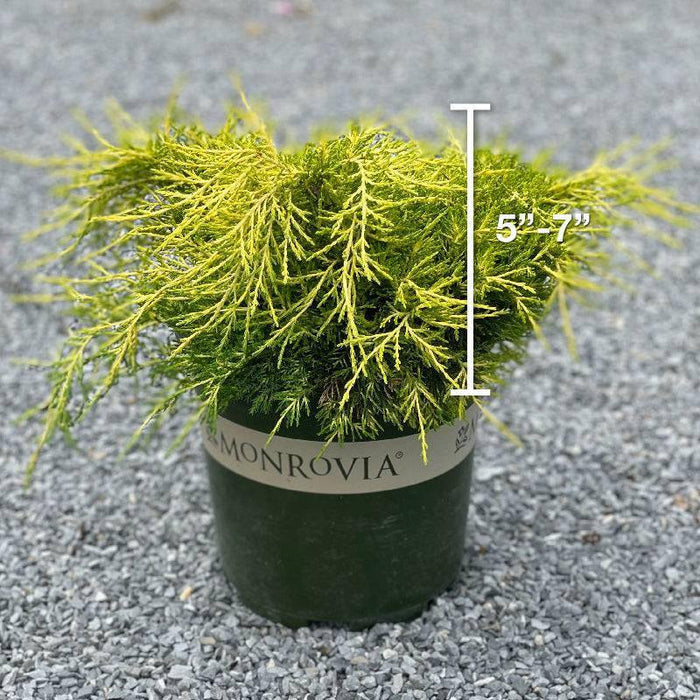 Juniper - Sea of Gold - 2 gallon - Hicks Nurseries