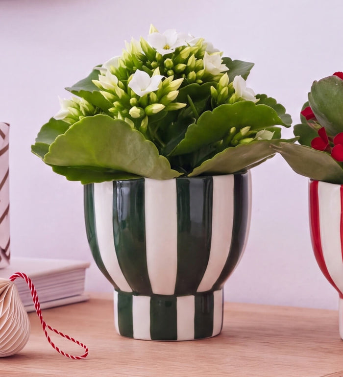 Kalanchoe Duo in Stripe Pots