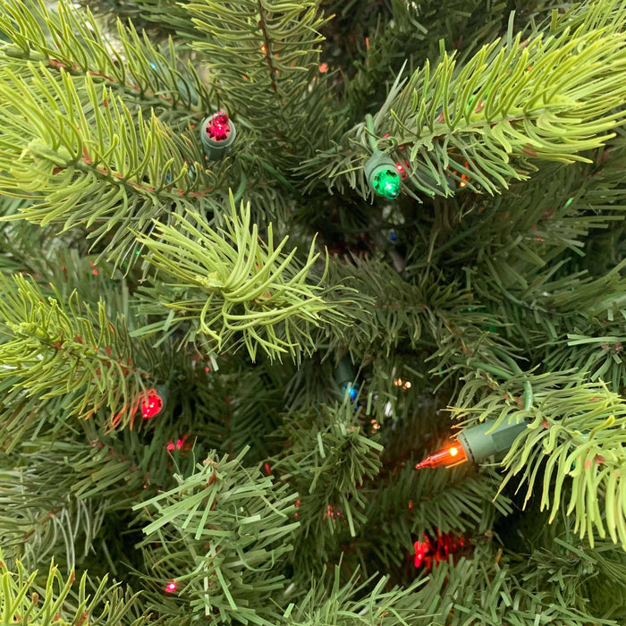 Keswick Fir Multi-Colored Sure-Lit Lights 6 ft. - Hicks Nurseries