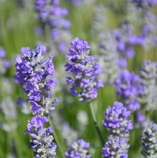 Lavender - Munstead - 1 gallon - Hicks Nurseries