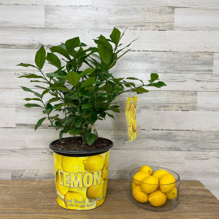Lemon - Eureka - 3 gallon Pot - Hicks Nurseries