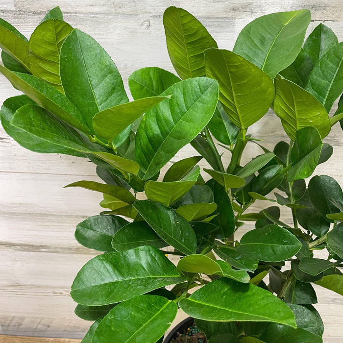 Lemon - Eureka - 3 gallon Pot - Hicks Nurseries