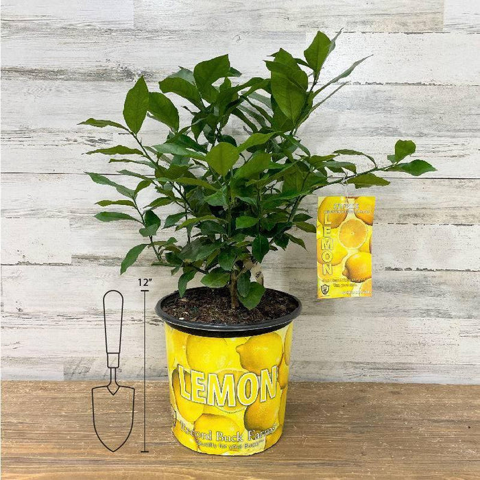 Lemon - Eureka - 3 gallon Pot - Hicks Nurseries