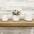 Lena Cylinder Pot - White - 7-inches - Hicks Nurseries