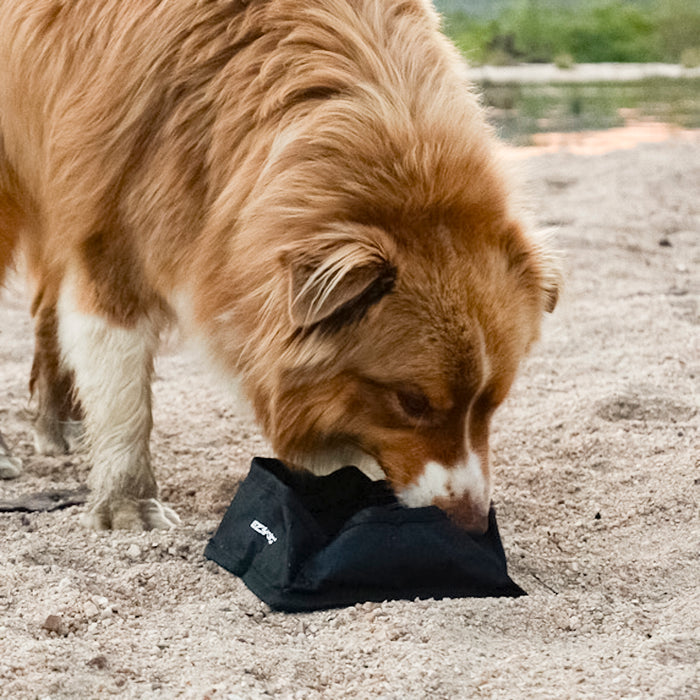Dog sniffing a black bag on a gravel surface with a blurred natural background